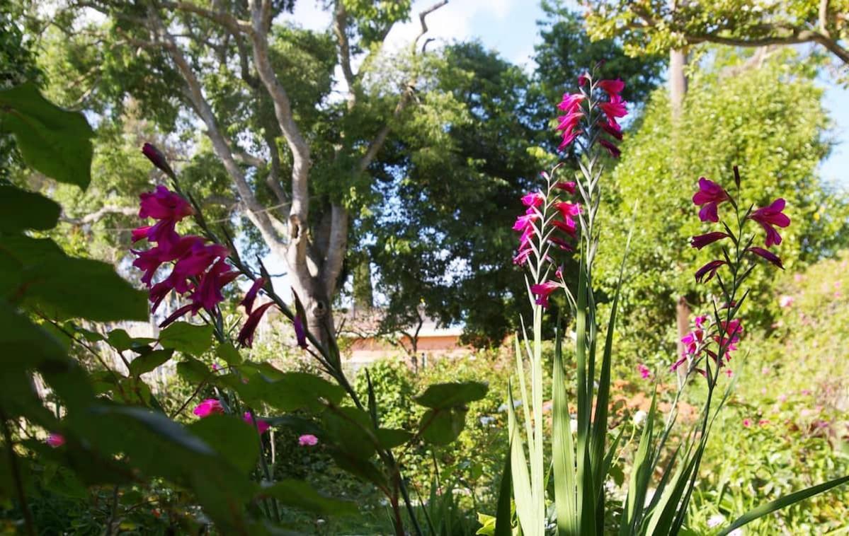 Garden House In Corfu Villa Corfu  Exteriör bild